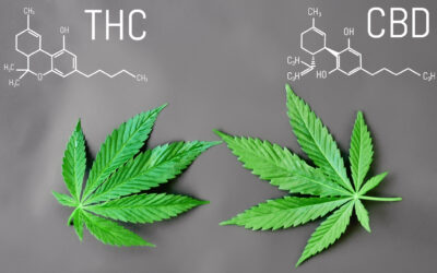 What are the differences between THC and CBD?